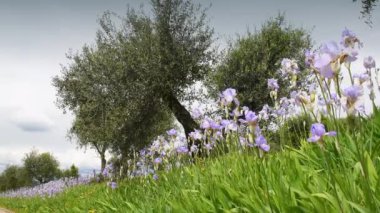 Tuscany 'nin Chianti bölgesinde rüzgarda sallanan zeytin ağaçlarıyla birlikte çiçek açan irisler mavi gökyüzüyle. İris (Iris Pallida), Floransa şehrinin sembolüdür. İtalya.