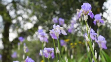 Toskana 'nın Chianti bölgesinde rüzgarda savrulan güzel irisler. İris (Iris Pallida), Floransa şehrinin sembolüdür. İtalya. seçici odak.