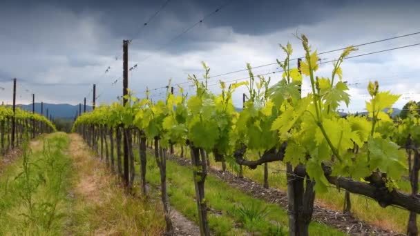 Plant Shoots Vineyard Cloudy Sky Small Vine Leaves Grow Rows — Stock Video