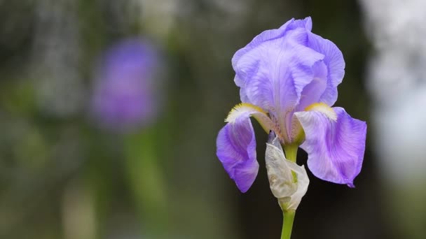 Close Íris Roxa Florescente Região Chianti Toscana Íris Iris Pallida — Vídeo de Stock