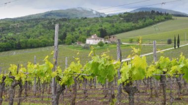 Bir üzüm bağındaki bitkinin filizleri. Rüzgarda sallanan küçük sarmaşık yaprakları Nipozzano yakınlarında yetişiyor ve arka planda çiftlik evi var. Floransa, Toskana. İtalya.