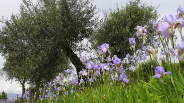 Blooming irises with olive trees swaying in the wind in the Chianti region of Tuscany. The iris (Iris Pallida), the symbol of the city of Florence. Italy.