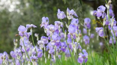 Toskana 'nın Chianti bölgesinde rüzgarda savrulan güzel irisler. İris (Iris Pallida), Floransa şehrinin sembolüdür. İtalya. seçici odak.