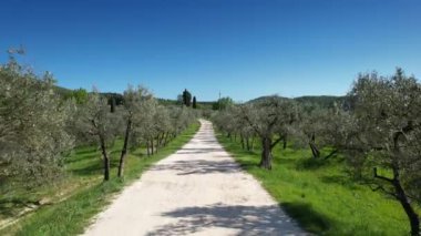 Bahar mevsiminde Toskana kırsalındaki zeytin ağaçlarının arasında beyaz bir yolda uçmak. İtalya