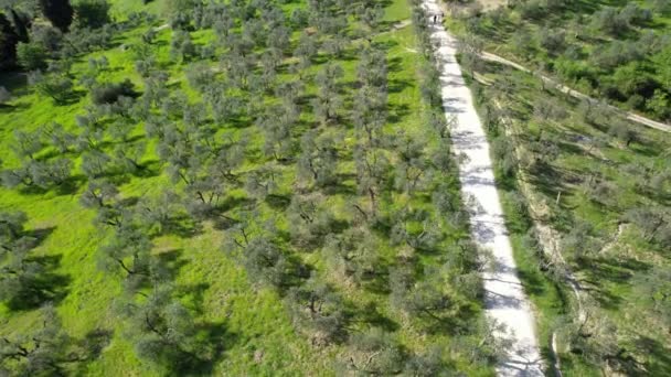 Cirkulärt Flyger Över Vackra Tuscanskt Landskap Vårsäsongen Med Olivträd Plantage — Stockvideo