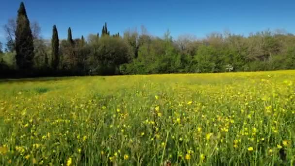 Flyger Över Ett Vackert Fält Gula Blommor Våren Den Toskanska — Stockvideo