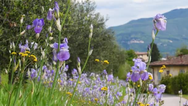 Bloeiende Irissen Toscaanse Chianti Met Olijfbomen Achtergrond Iris Iris Pallida — Stockvideo