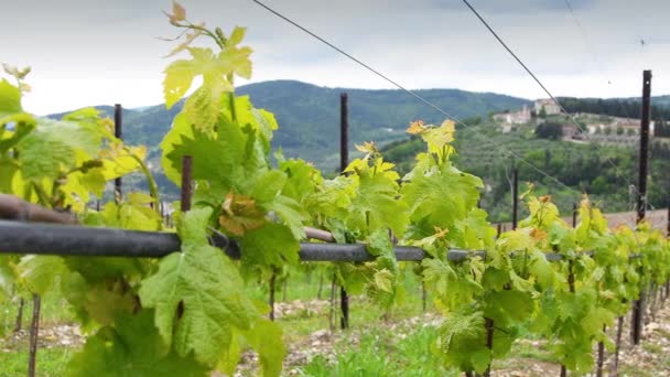 Shoots Plant Vineyard Daun Daun Anggur Kecil Tumbuh Pada Baris — Stok Video