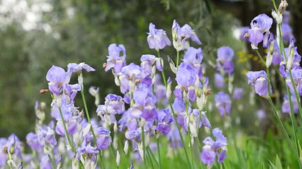 Indah Mekar Iris Bergoyang Dalam Angin Daerah Chianti Tuscany Iris — Stok Video