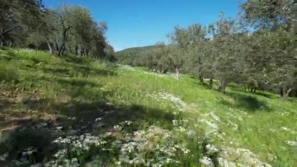 Lot Wśród Kwiatów Wspaniałych Drzew Oliwnych Toskanii Wiosnę Włochy — Wideo stockowe