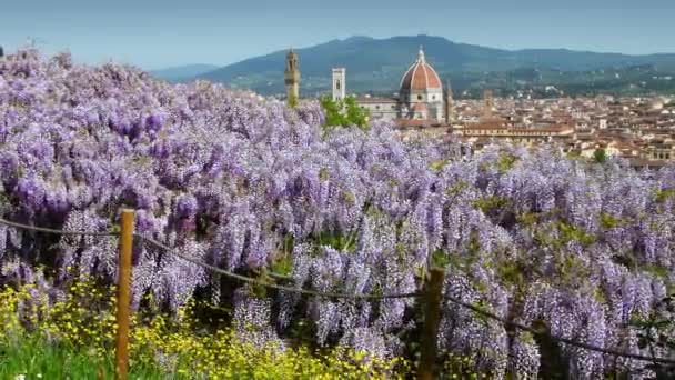 サンタ マリア フィオーレ大聖堂のパノラマビューは ミケランジェロ広場近くの庭園から 紫色の姉妹と黄色の花を咲かせています フィレンツェ イタリア — ストック動画