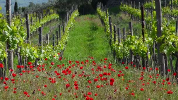Belas Papoulas Vermelhas Balançando Vento Entre Fileiras Vinhas Jovens Toscana — Vídeo de Stock