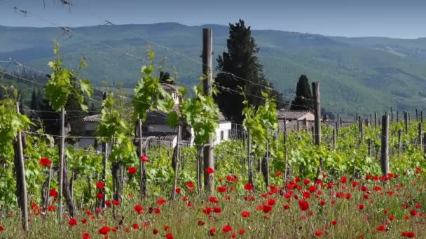 Прекрасні Червоні Маки Ширяють Вітрі Перед Рядами Молодих Виноградників Тоскані — стокове відео