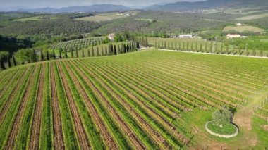 Mercatale Val di Pesa yakınlarındaki zeytin ağaçları ve selvi ağaçlarının üzerinde uçuyorlar. Toskana, İtalya