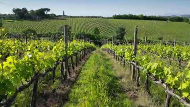 Flying Rows Young Vineyards Mercatale Val Pesa Tuscany Italy — Vídeo de Stock
