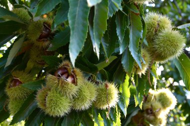 Kirpilerin içindeki kestaneler sonbahar mevsimi hasadından hemen önce kestane dallarına asılır. Toskana dağlarındaki Kestane Ormanı. İtalya.
