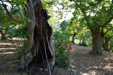 Asırlık kestane ağaçlarının gövdeleri muhtemelen Toskana 'daki bir ormanda yıldırım çarpmıştır. İtalya