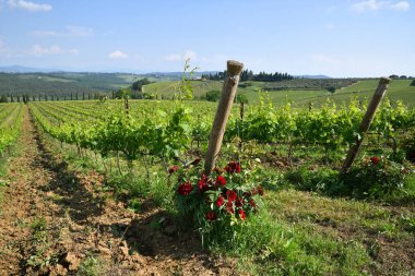 San Casciano Val di Pesa, Toskana yakınlarındaki Chianti bölgesindeki kırmızı güller ve genç yeşil üzüm bağları. İtalya.