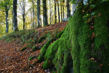 Sonbaharda ormandaki bir kayın bitkisinin kökleri üzerinde yeşil yosun..