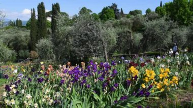 Floransa 'da Michelangelo Meydanı yakınlarında zeytin ağaçları olan bir bahçede çok renkli güzel süsen çiçekleri. İtalya