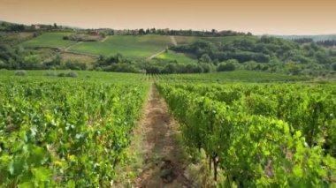 Gün batımında Floransa yakınlarındaki tepelerdeki Chianti Classico bölgesinde İtalya 'daki üzüm bağları arasında uçuş. İtalyan üzüm bağlarının sıraları. Üzüm bağlarında kırmızı üzümler, Toskana. İtalya.