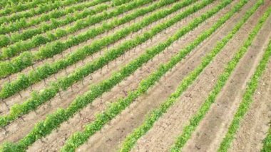 Floransa yakınlarındaki Chianti Classico kırsalında siyah üzümlü üzüm bağlarının üzerinde dairesel hava manzarası. Toskana, İtalya 'da hasat dönemi