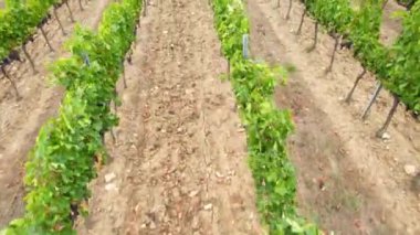 Floransa yakınlarındaki Chianti Classico kırsalında siyah üzümlü üzüm bağlarının üzerinden uçacağız. Toskana, İtalya 'da hasat dönemi