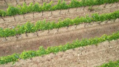 Floransa yakınlarındaki Chianti Classico kırsalında siyah üzümlü üzüm bağlarının üzerinde dairesel hava manzarası. Toskana, İtalya 'da hasat dönemi