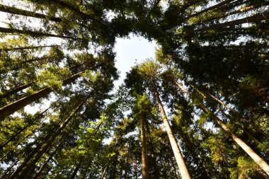 Beautiful fir forest, shot from below clipart