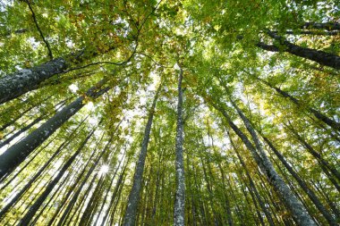 Kayın ormanı. Aşağıdan çekim
