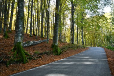 Sonbaharda kayın ormanının ortasında asfalt yol