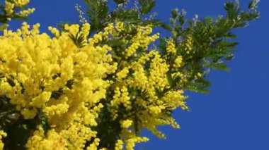 Güzel çiçek açan mimoza (Acacia deal bata) mavi gökyüzü güneşli bir günde rüzgarda hareket eder. seçici odaklanma