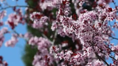 Pembe çiçekli güzel doğa sahnesi. Hafif esinti çiçekli dalları hareket ettirir. Pembe çiçekli dallara odaklan.