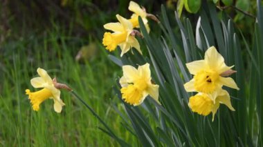 Bahçedeki nergisler. Sarı nergisler bahçede ya da parkta çiçek açar. Bahar mevsiminin güneşli ve ılık günlerle gelmesi kavramı. Nisan Paskalya çiçekleri rüzgarda sallanıyor.