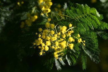 Çiçekli mimoza dalının yakınında. Seçici odaklanma, Mimosa çiçek açar. Mimoza 'nın çiçekli dalı 8 Mart' ta Uluslararası Kadınlar Günü için kadınlara sunuluyor..