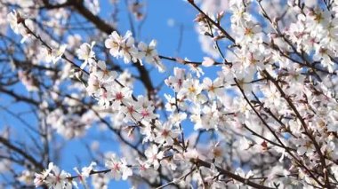 Güzel çiçekli kiraz bitkisi güzel mavi gökyüzüne doğru rüzgarda hareket ediyor.