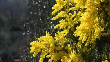 Açan sarı Mimosa 'nın (Acacia deal bata) güzel dalları güneşli bir günde rüzgarda hareket eder. seçici odaklanma.