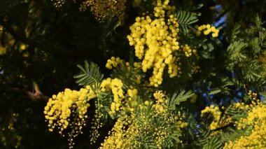 Açan sarı Mimosa 'nın güzel dallarına yaklaş (Acacia deal bata).