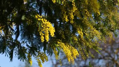 Açan sarı Mimosa 'nın (Acacia deal bata) güzel dalları güneşli bir günde rüzgarda hareket eder. seçici odaklanma.