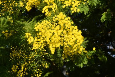Çiçekli mimoza dalının yakınında. Mimosa arka planda çiçek açıyor. Mimoza 'nın çiçekli dalı 8 Mart' ta Uluslararası Kadınlar Günü için kadınlara sunuluyor..