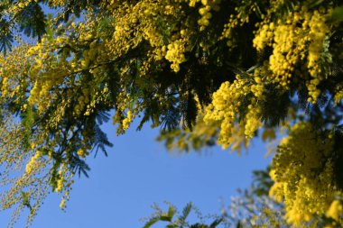 Mavi gökyüzüne karşı çiçek açan mimoza ağacı. Seçici odaklanma. Mimoza 'nın çiçekli dalı 8 Mart' ta Uluslararası Kadınlar Günü için kadınlara sunuluyor..