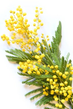 Beyaz arka planda sarı taze mimoza çiçekleri dalları erken bahar çiçekleriyle minimalist konsept düz yatak