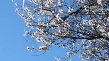 Güzel çiçekli kiraz bitkisi rüzgarda güzel mavi bir gökyüzüne doğru hareket ediyor. Seçici Odaklanma