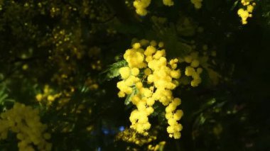 Açan sarı Mimosa 'nın güzel dallarına yaklaş (Acacia deal bata).