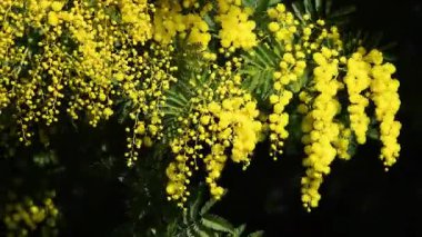 Açan sarı Mimosa 'nın güzel dallarına yaklaş (Acacia deal bata).
