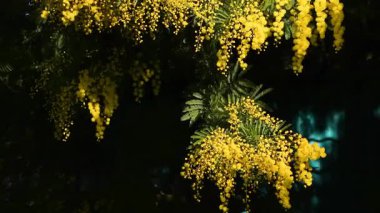 Açan sarı Mimosa 'nın (Acacia deal bata) güzel dalları güneşli bir günde rüzgarda hareket eder. seçici odaklanma.