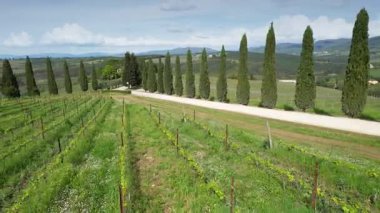 Mercatale Val di Pesa yakınlarında selvi çiçekli genç üzüm bağlarının hava manzarası. Toskana, İtalya