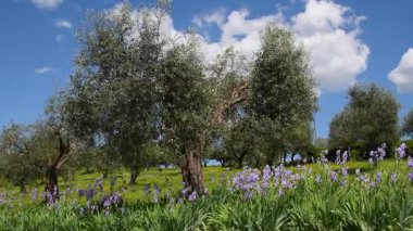 Çiçek açan irisler, Toskana 'nın Chianti bölgesinde güzel mavi gökyüzü ile zeytin ağaçlarının arasında rüzgarda sallanıyordu. İtalya.