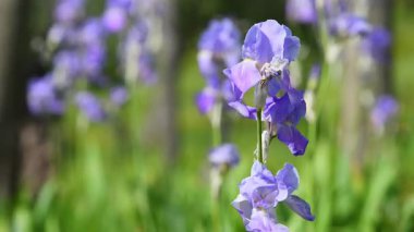 Tuscany 'de rüzgarda sallanan süsen çiçekleri. İtalya. Seçici odak.