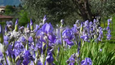 Toskana 'nın Chianti bölgesinde rüzgarda savrulan güzel irisler. İris (Iris Pallida), Floransa şehrinin sembolüdür. İtalya. seçici odak.